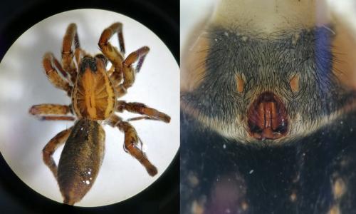 Hogna radiata